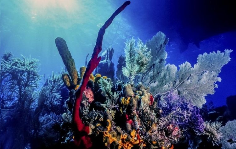 Arrecifes de coral en el Caribe
