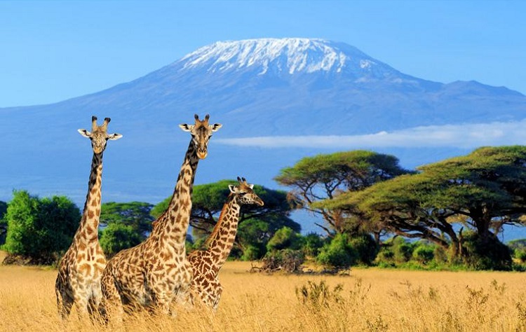 Cumbres del Kilimanjaro