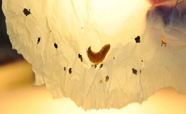 Descubren una especie de gusano capaz de biodegradar los plásticos