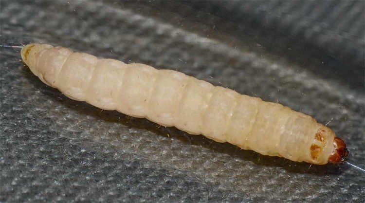 Gelleria mellonella
