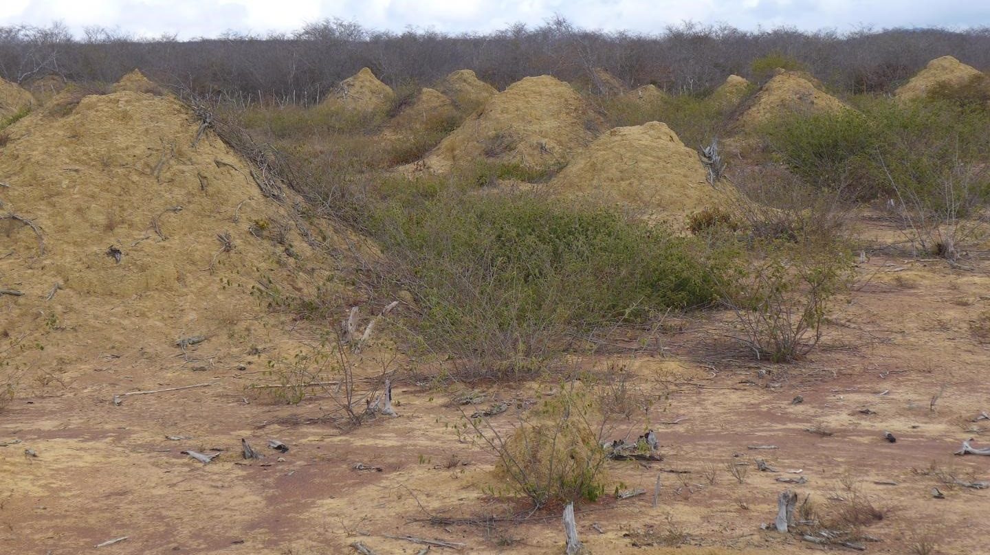 Hallada una metrópolis de 4000 años de antigüedad construida por termitas