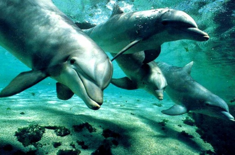Los cerebros de los delfines, contaminados por plásticos