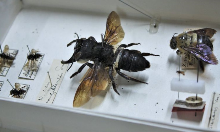 Vuelve a aparecer la abeja más grande que creíamos extinta