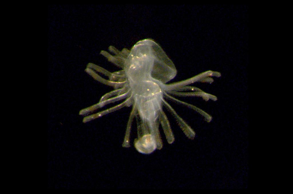 El misterioso animal que desconocemos como será en etapa adulta